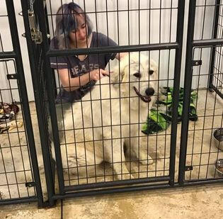 One of our volunteers helping care for a dog in the shelter